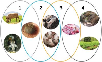 The Genetics of Life and Death: Virus-Host Interactions Underpinning Resistance to African Swine Fever, a Viral Hemorrhagic Disease